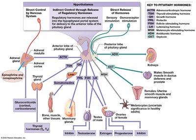 Pituitary hormones and their targets