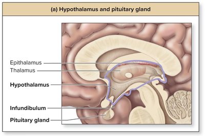 Hypothalamus and pituitary gland anatomy