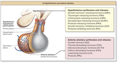 Hypothalamus and anterior pituitary hormone regulation