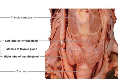 Thyroid gland histology
