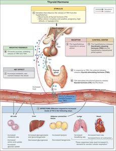 Thyroid hormone regulation and effects