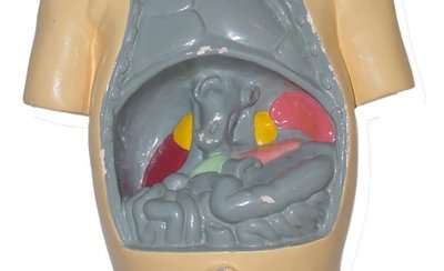 Adrenal gland anatomy