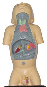 Pancreas anatomy