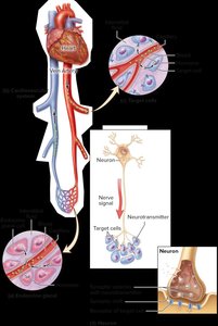 Comparison of endocrine and nervous system signaling