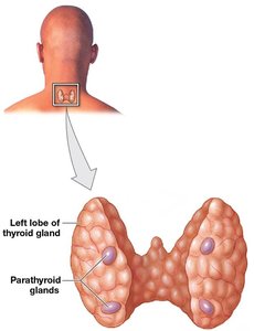 Parathyroid gland anatomy