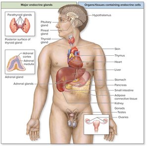 Major endocrine glands and organs containing endocrine cells