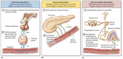 Types of endocrine stimulation: hormonal, humoral, nervous