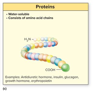 Protein hormone structure