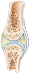 General structure of a synovial joint