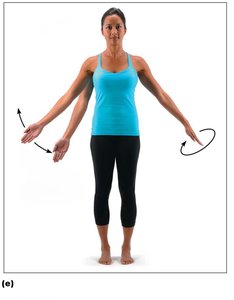 Abduction, adduction, and circumduction of the upper limb