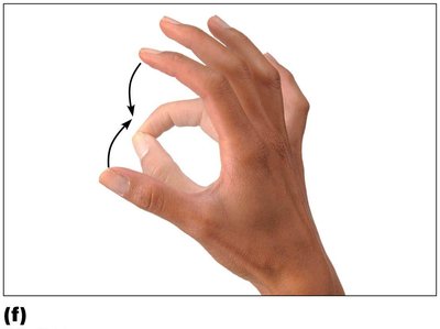 Opposition of the thumb