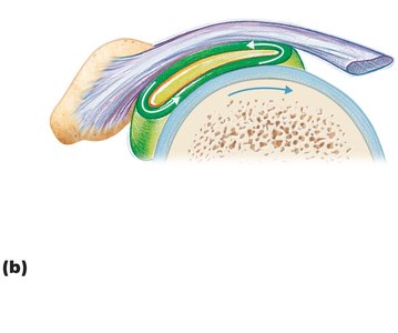 Bursa reducing friction in the shoulder joint