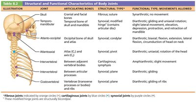 Table of body joints: skull and vertebral column
