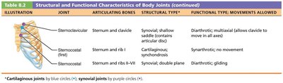 Table of body joints: sternum and ribs