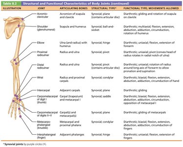 Table of body joints: upper limb