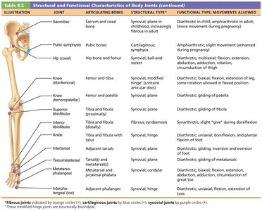 Table of body joints: lower limb