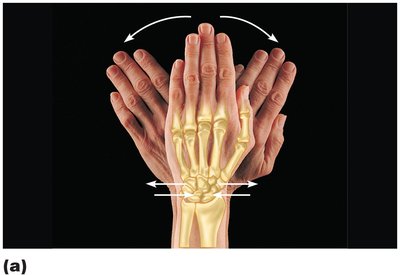 Gliding movements at the wrist