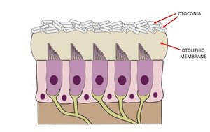Otolithic membrane and hair cells