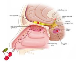 Olfactory pathway from nose to brain