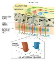 Olfactory receptor cells and signal transduction