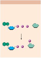Exchange reaction: ATP transfers phosphate to glucose