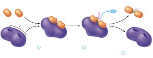 Mechanism of enzyme action