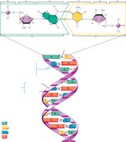 Structure of DNA