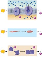 Examples of cellular work driven by ATP