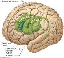 Structure of the basal nuclei (anterolateral view)