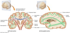 Structure of cerebral white matter