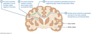 Pathway for conduction of an action potential in the brain