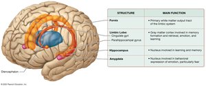 Structures of the limbic system (anterolateral view)