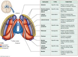 Nuclei of the thalamus