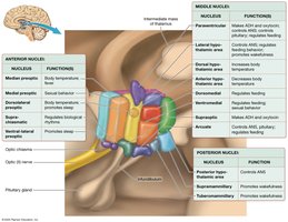 Nuclei of the hypothalamus