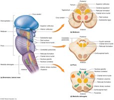 Internal anatomy of brainstem divisions