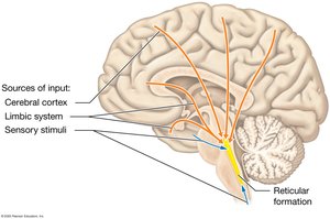 The reticular formation