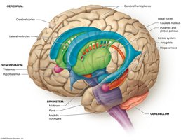 The Big Picture of Brain Anatomy