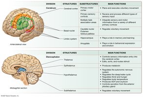 The Big Picture of Major Brain Structures and Their Functions