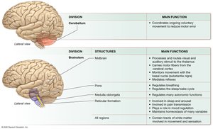 The Big Picture of Major Brain Structures and Their Functions (continued)