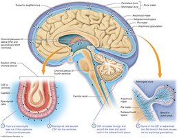 Formation and flow of cerebrospinal fluid (CSF)