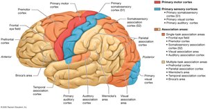 Structure of the cerebral cortex (left hemisphere, lateral view)