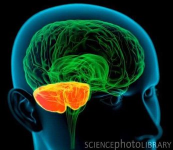Cerebellum highlighted in the brain