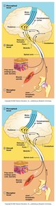 Somatic motor pathway diagram