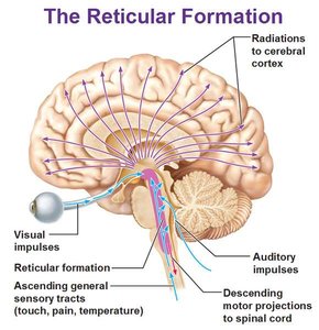 Reticular formation and its projections