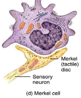 Merkel cell and disc