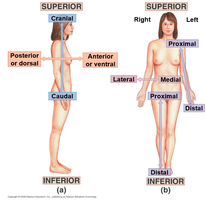 Directional terms illustrated on human body