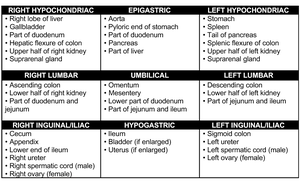 Abdominal region organ table