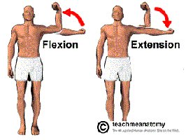 Flexion and extension movements