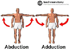 Abduction and adduction movements