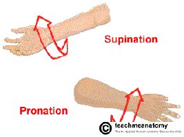 Pronation and supination movements